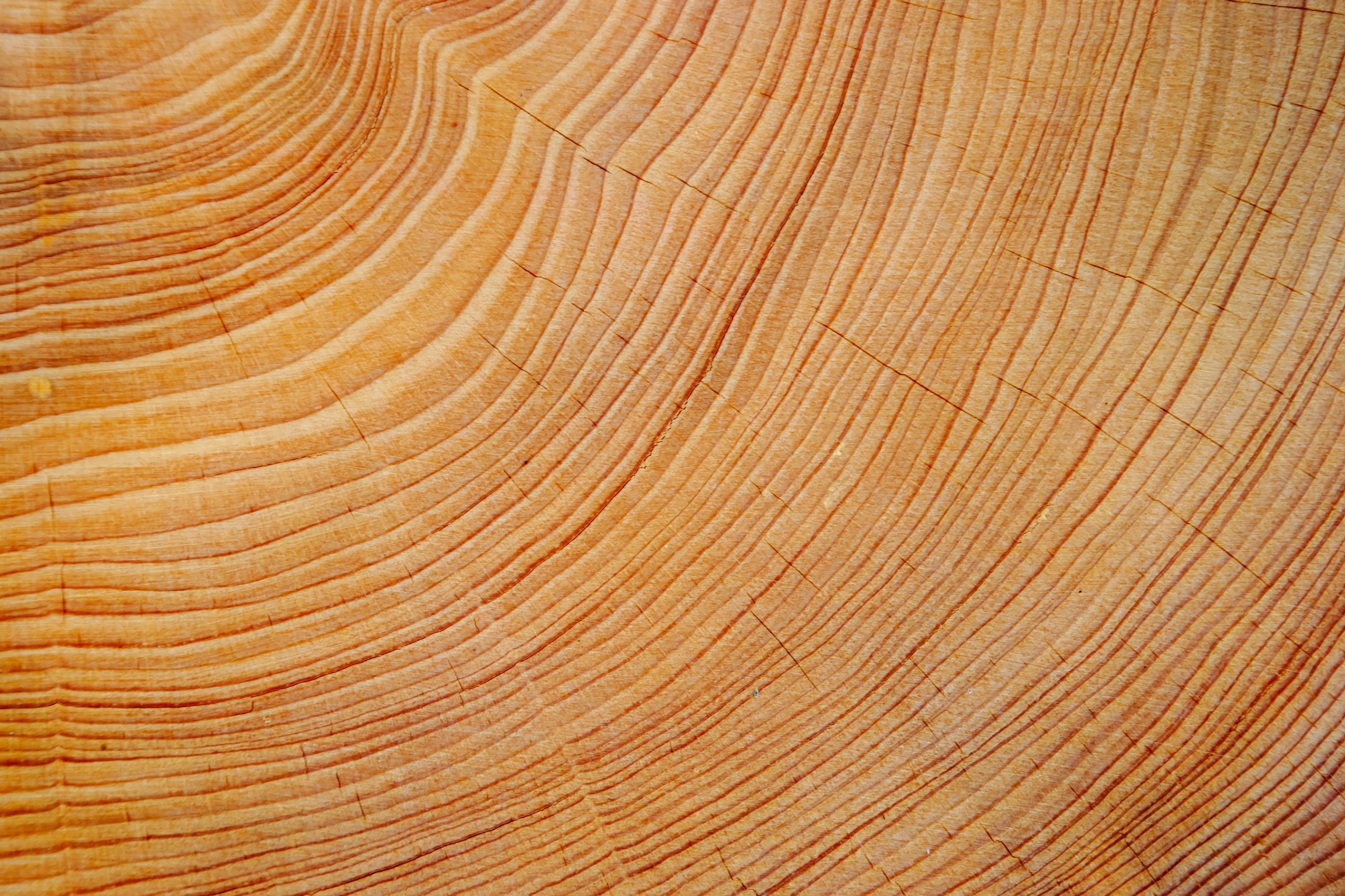 microEDXRF Imaging of Tree Rings