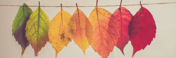 Chemical Changes in Fall Leaves and the Role of MicroXRF in Analysis