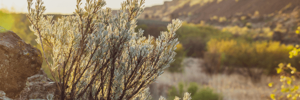 ​​​Analyzing Sage Brush Using MicroXRF: A Deep Dive into Botanical Research​